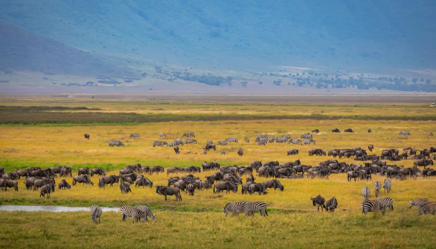 Troupeaux de gnous et de zèbres sur le plancher herbeux du cratère du Ngorongoro, paroi du cratère en arrière-plan