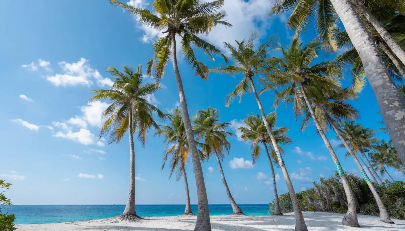 Plage bordée de palmiers sur l'île habitée de Fuvahmulah, dans le sud des Maldives