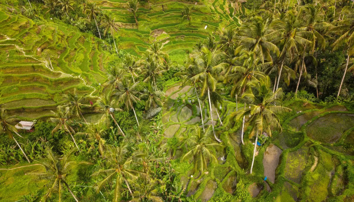 Rizières en terrasses de Tegallalang près d'Ubud, à Bali, vues du ciel