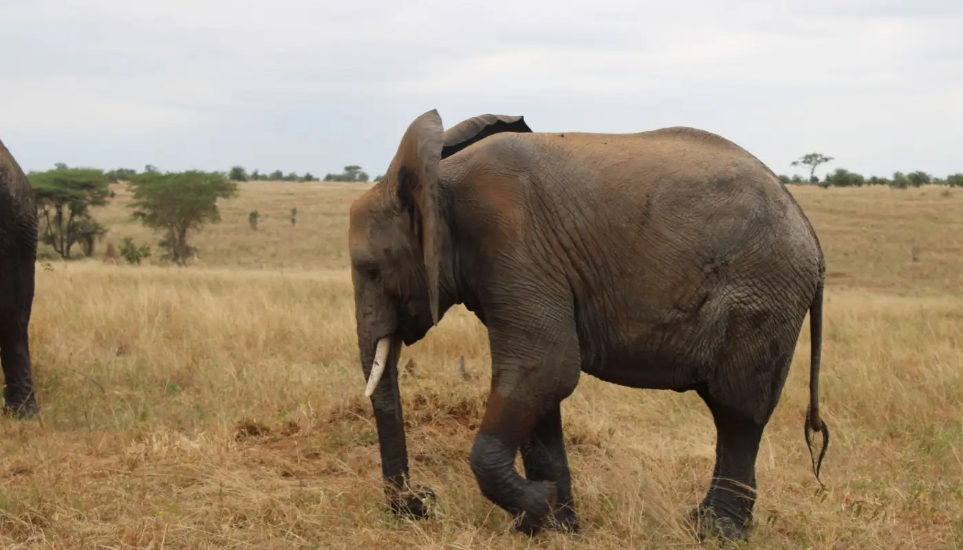 Éléphant d'Afrique marchant dans les herbes sèches du Serengeti, en Tanzanie